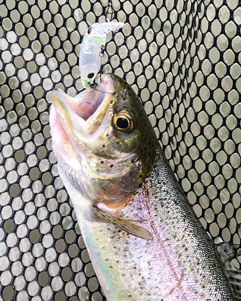 【WEB限定】16CP(60本入り)