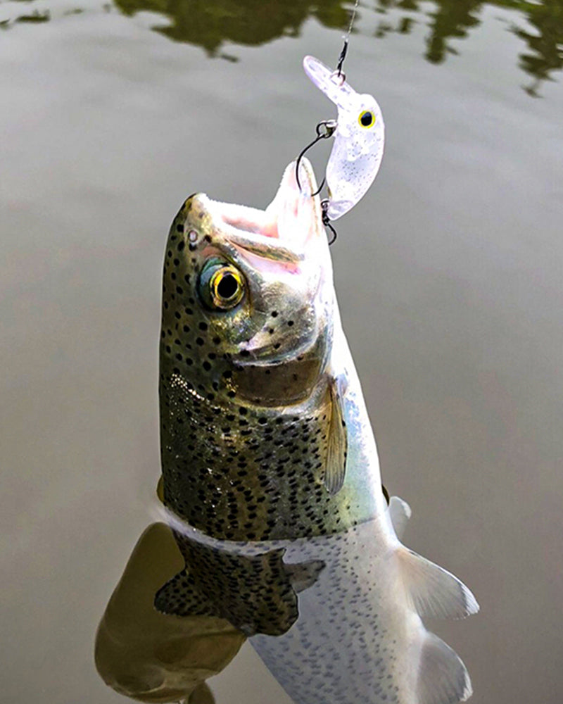 【WEB限定】16CP(60本入り)