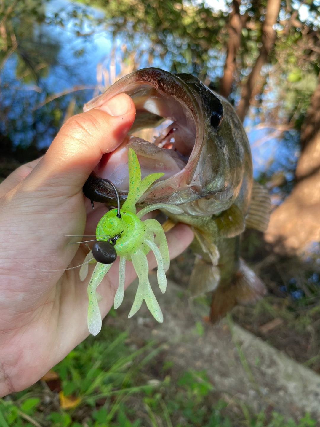 ガマガエルページ キングジミーヘンジ【WEB限定カラー:アマガエル】