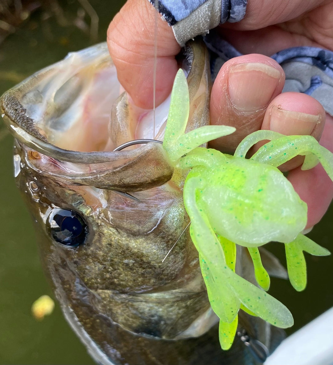 ガマガエルページ キングジミーヘンジ【WEB限定カラー:アマガエル】