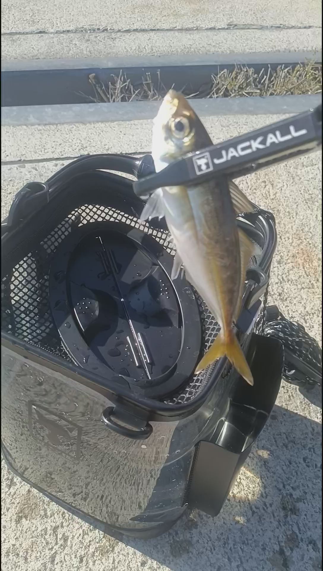 ライトゲームライブウェル